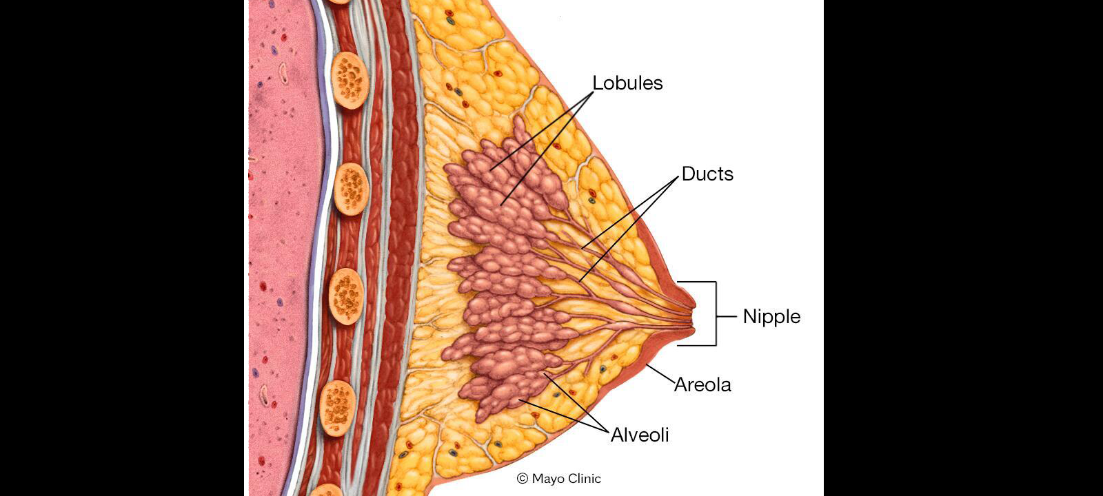 Basic Breast Anatomy and Physiology